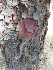 Copaifera langsdorffii