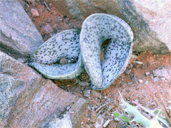 Adromischus bicolor