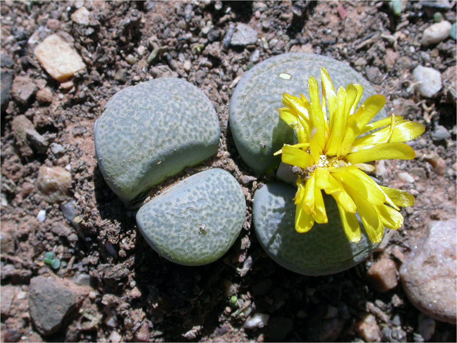Lithops localis C131 syn. peersii TL: Near Miller Station, South Africa