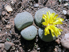 Lithops localis