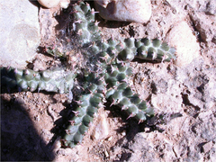 Euphorbia stellata