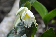 Sobralia macrophylla image