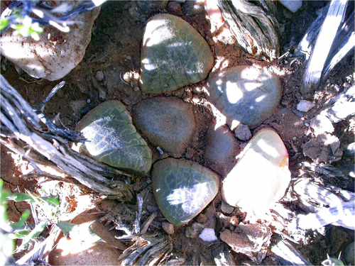 Haworthia springbokvlakensis C.L.Scott