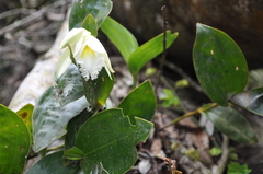 Sobralia macrophylla