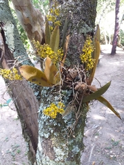 Trichocentrum pumilum