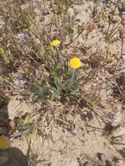 Lasiospermum pedunculare