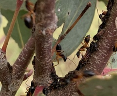 Camponotus consobrinus