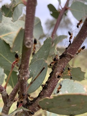 Camponotus consobrinus