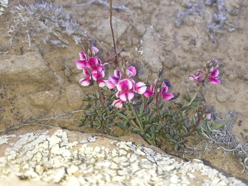 Image of Indigofera sp by (c) Brian du Preez, some rights reserved (CC BY-SA)