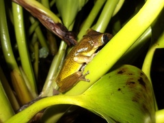 Triprion spatulatus