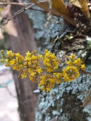 Trichocentrum pumilum