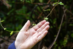 Muehlenbeckia australis