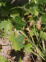 Cnidoscolus maculatus