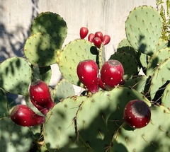 Opuntia pyrocarpa