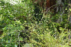 Muehlenbeckia australis