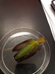 Archilochus colubris