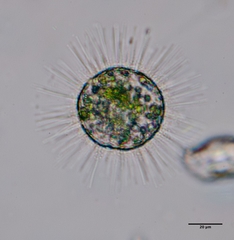 Acanthocystis