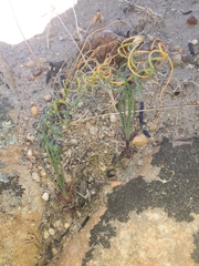 Gethyllis verticillata