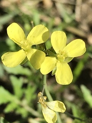 Diplotaxis catholica