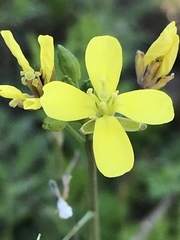 Diplotaxis catholica