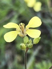 Diplotaxis catholica