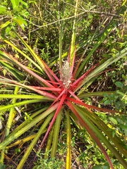 Bromelia balansae