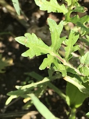 Diplotaxis catholica