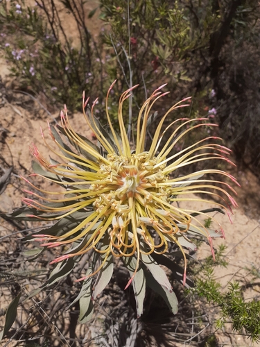 Image of Leucospermum catherinae by (c) Brian du Preez, some rights reserved (CC BY-SA)