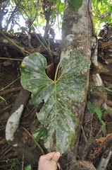 Anthurium brownii