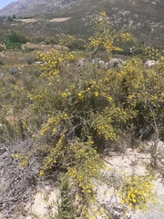 Aspalathus vulnerans