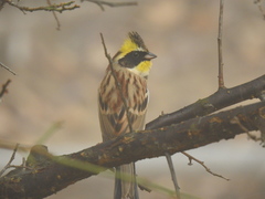 Emberiza elegans