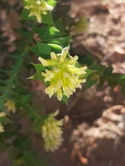 Aspalathus complicata