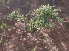 Aspalathus complicata