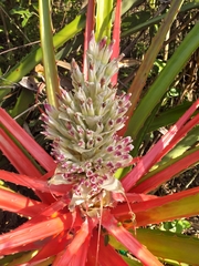 Bromelia balansae