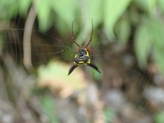 Micrathena pilaton