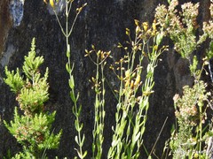 Hypericum linariifolium