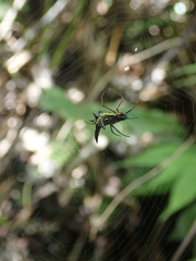 Micrathena pilaton