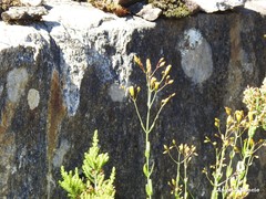 Hypericum linariifolium
