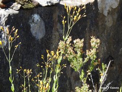 Hypericum linariifolium