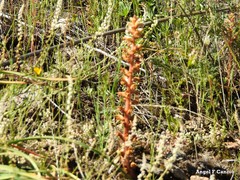 Orobanche minor