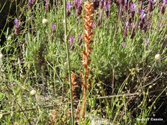 Orobanche minor