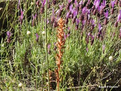 Orobanche minor