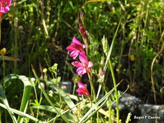 Gladiolus communis