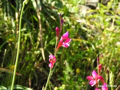 Gladiolus communis