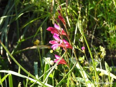 Gladiolus communis