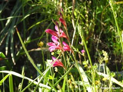 Gladiolus communis