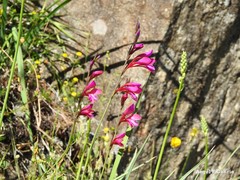 Gladiolus communis