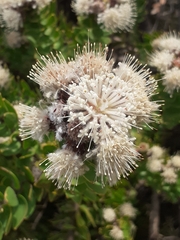 Leucospermum bolusii