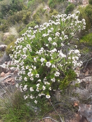 Leucospermum bolusii