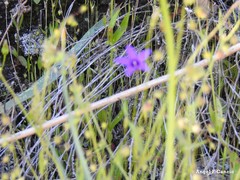 Campanula matritensis